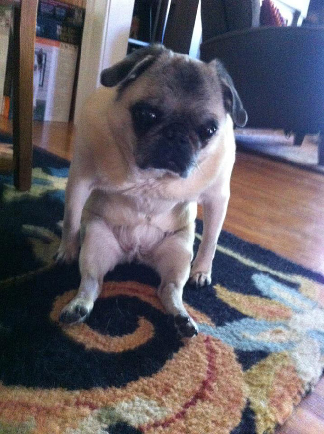 Awkwardly Sitting Dogs