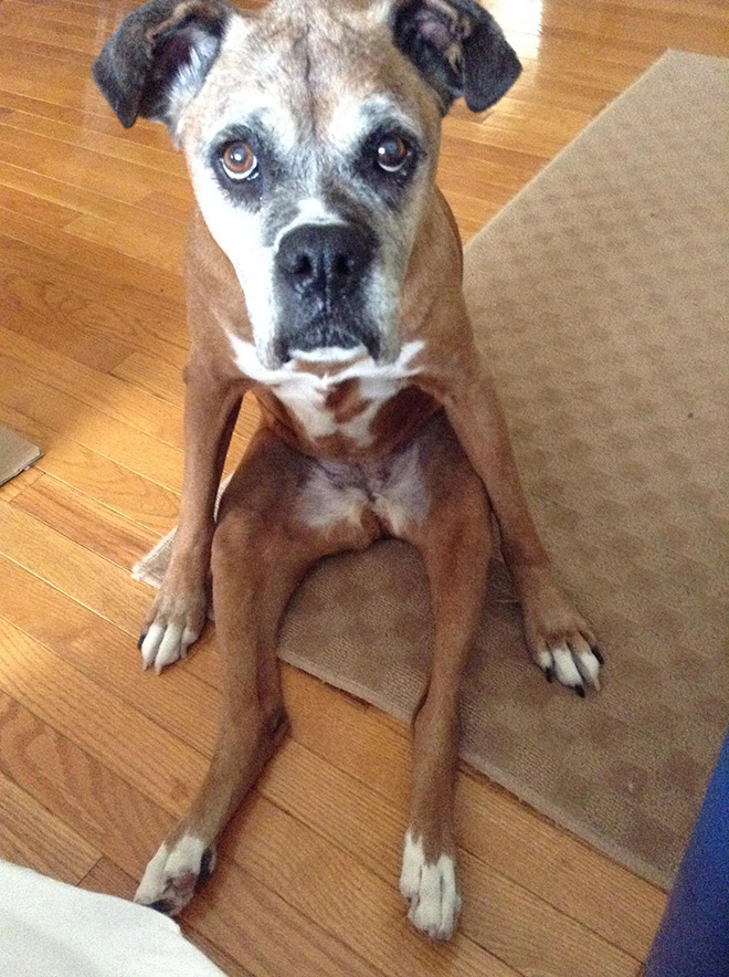 Awkwardly Sitting Dogs