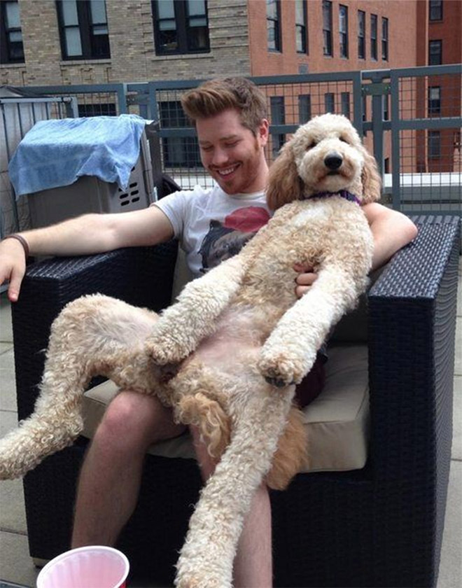 Awkwardly Sitting Dogs