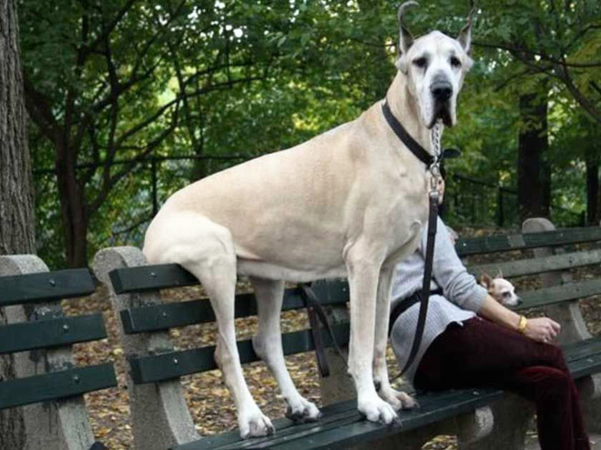 Awkwardly Sitting Dogs