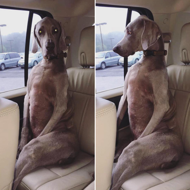 Awkwardly Sitting Dogs