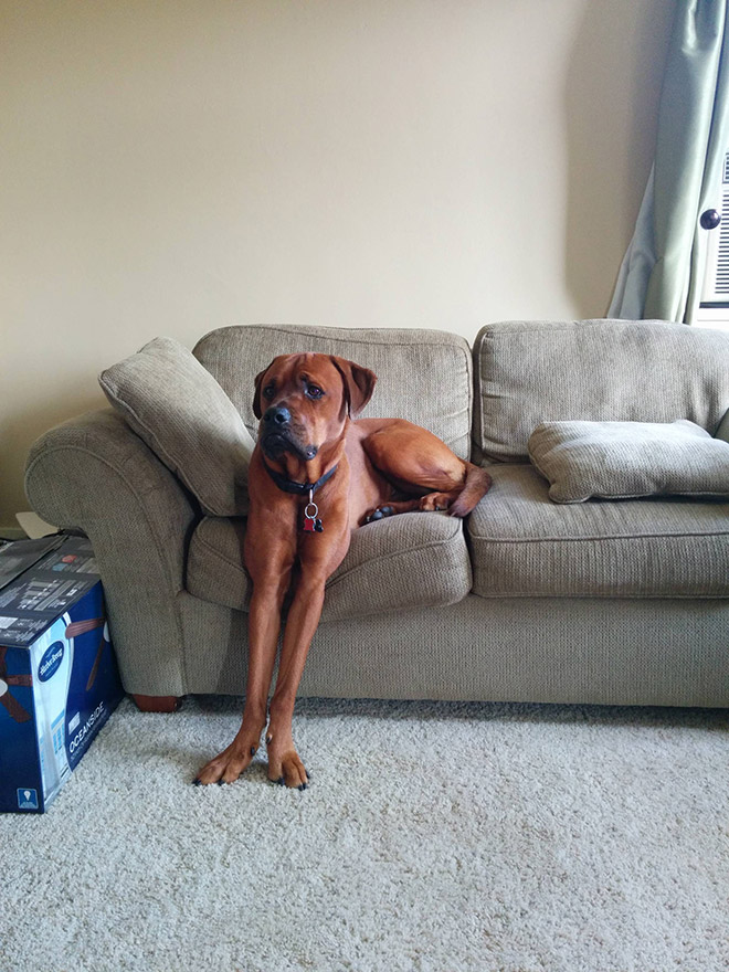 Awkwardly Sitting Dogs
