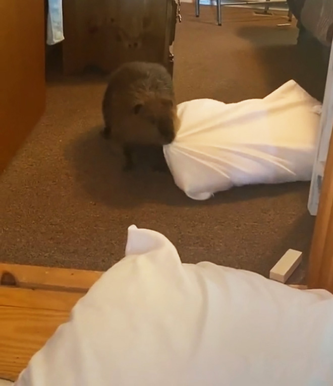 Baby Beaver Gets Rescued, Ends Up Building “Dams” In Rescuer’s Home Using Random Household Items