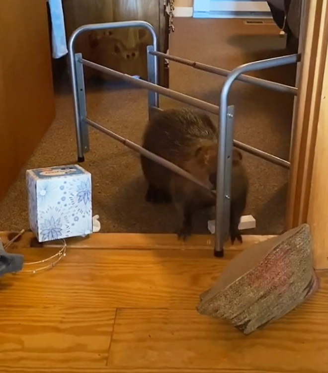 Baby Beaver Gets Rescued, Ends Up Building “Dams” In Rescuer’s Home Using Random Household Items