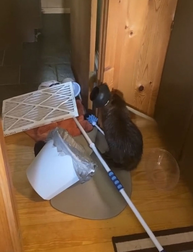Baby Beaver Gets Rescued, Ends Up Building “Dams” In Rescuer’s Home Using Random Household Items