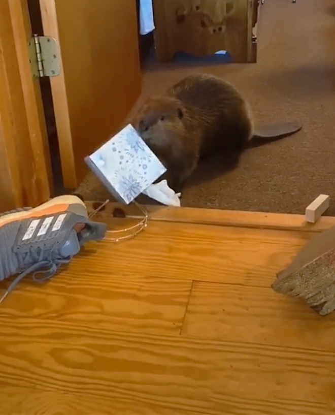 Baby Beaver Gets Rescued, Ends Up Building “Dams” In Rescuer’s Home Using Random Household Items