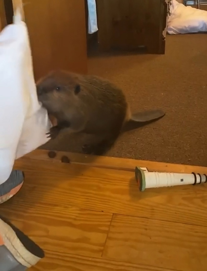 Baby Beaver Gets Rescued, Ends Up Building “Dams” In Rescuer’s Home Using Random Household Items