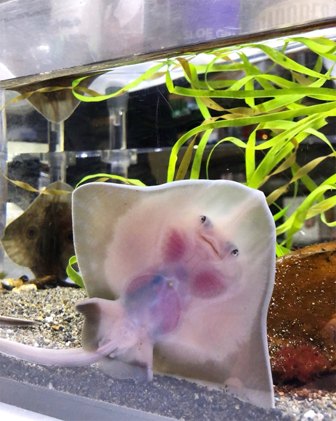 Baby Stingrays Look Like Tiny Raviolis Stuffed With Damned Souls