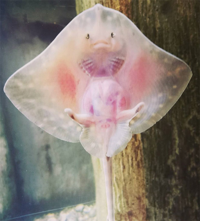 Baby Stingrays Look Like Tiny Raviolis Stuffed With Damned Souls