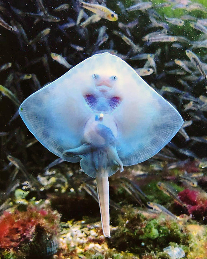 Baby Stingrays Look Like Tiny Raviolis Stuffed With Damned Souls