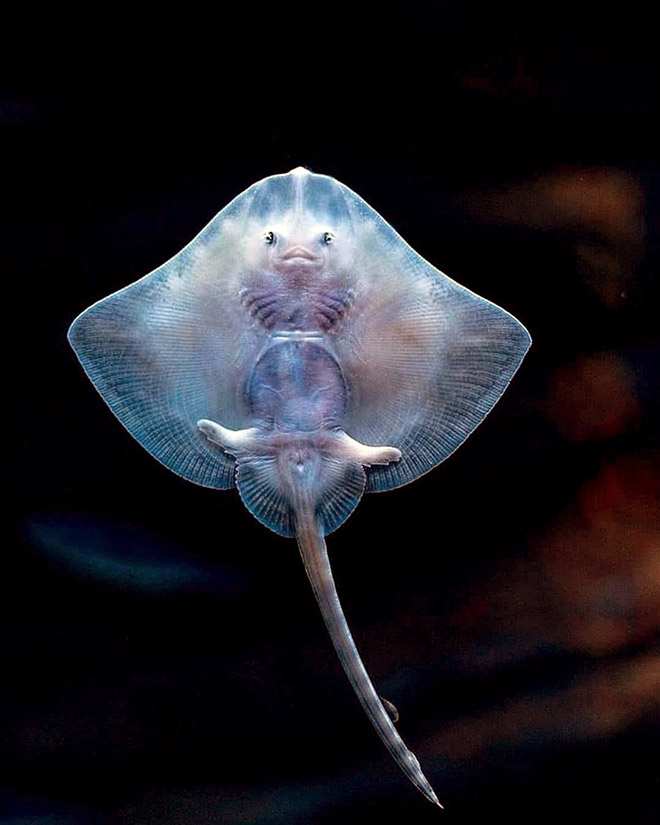 Baby Stingrays Look Like Tiny Raviolis Stuffed With Damned Souls
