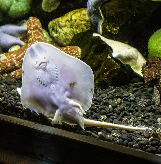 Baby Stingrays Look Like Tiny Raviolis Stuffed With Damned Souls