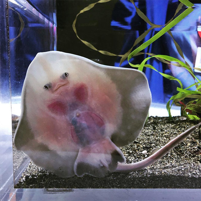 Baby Stingrays Look Like Tiny Raviolis Stuffed With Damned Souls