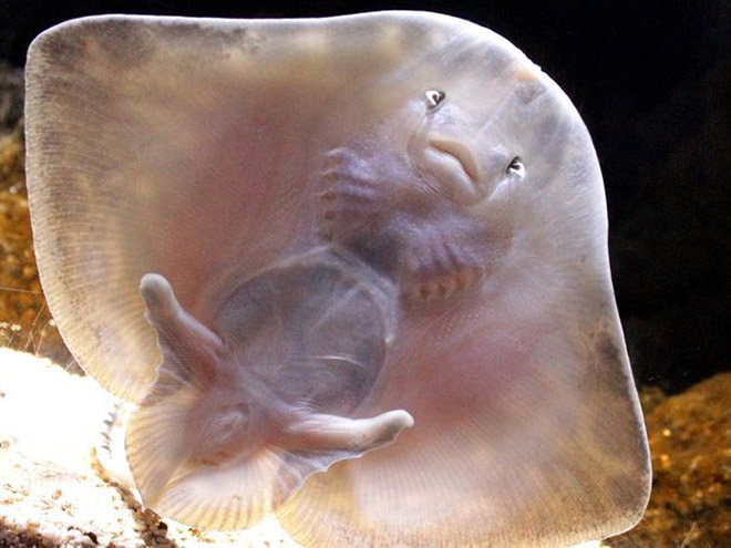 Baby Stingrays Look Like Tiny Raviolis Stuffed With Damned Souls