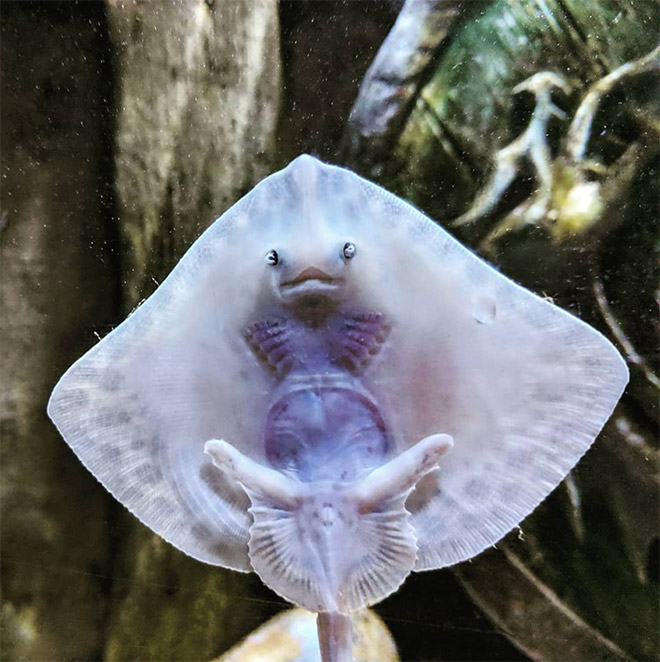 Baby Stingrays Look Like Tiny Raviolis Stuffed With Damned Souls