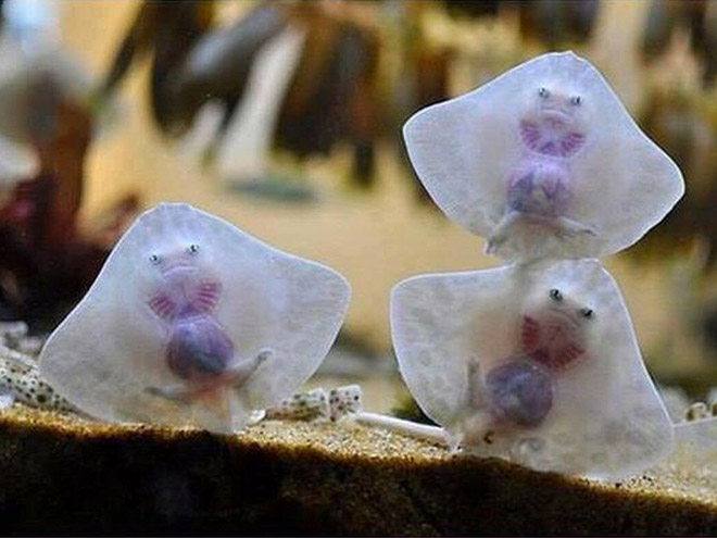 Baby Stingrays Look Like Tiny Raviolis Stuffed With Damned Souls