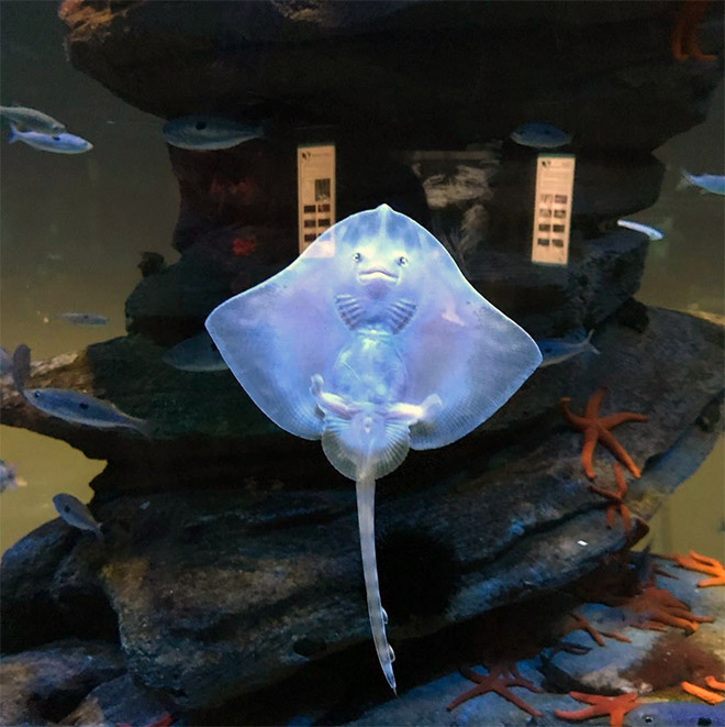 Baby Stingrays Look Like Tiny Raviolis Stuffed With Damned Souls