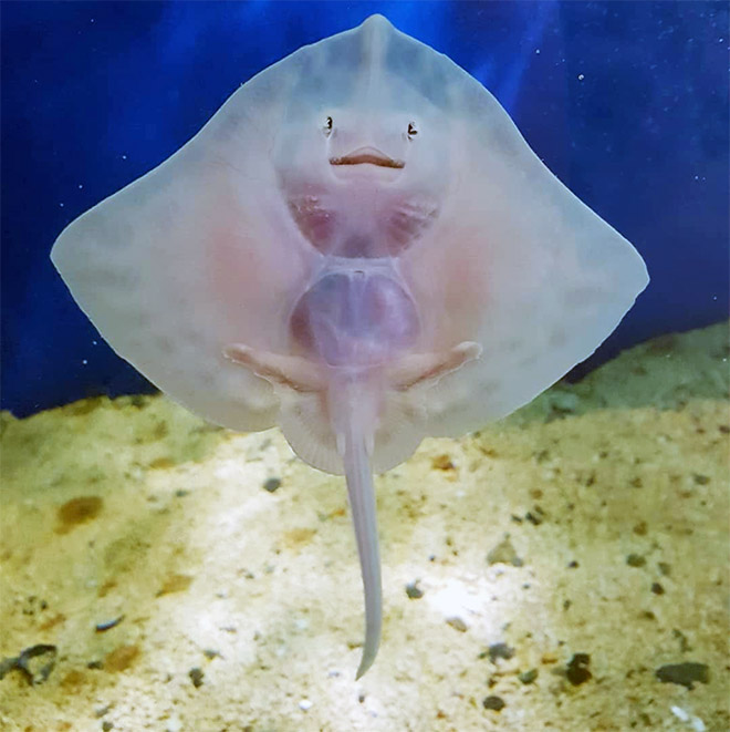 Baby Stingrays Look Like Tiny Raviolis Stuffed With Damned Souls