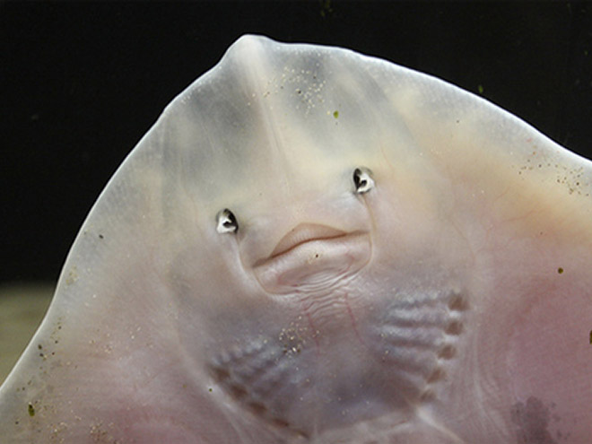 Baby Stingrays Look Like Tiny Raviolis Stuffed With Damned Souls