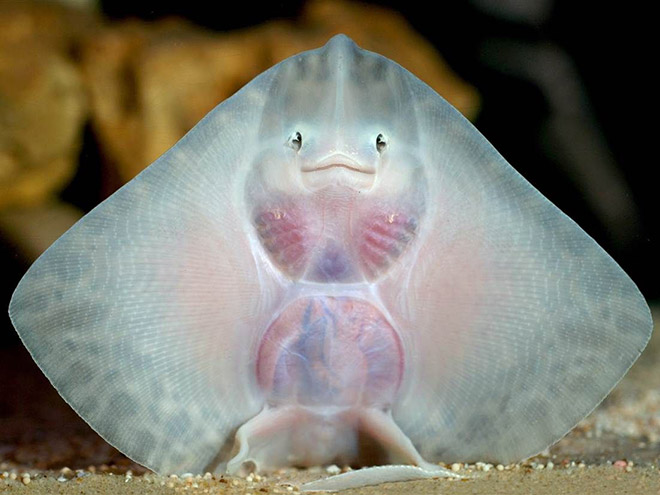 Baby Stingrays Look Like Tiny Raviolis Stuffed With Damned Souls