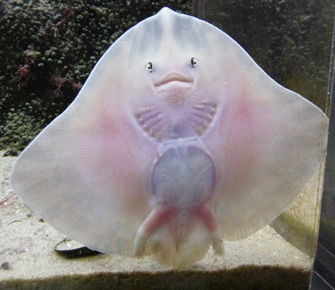 Baby Stingrays Look Like Tiny Raviolis Stuffed With Damned Souls