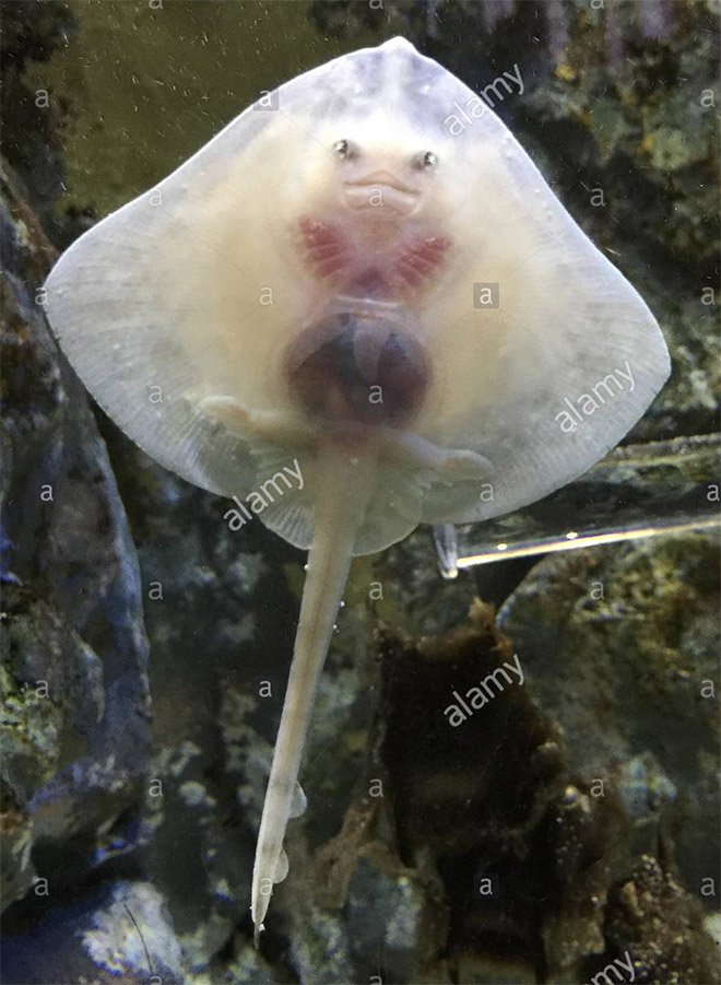 Baby Stingrays Look Like Tiny Raviolis Stuffed With Damned Souls