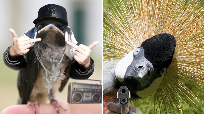 Birds With Human Arms