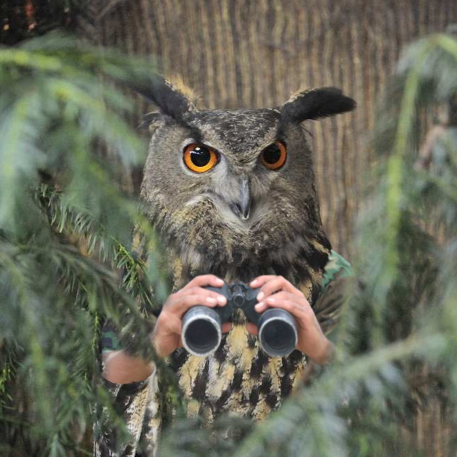 Birds With Human Arms