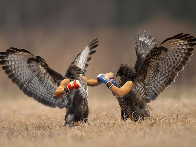 Birds With Human Arms