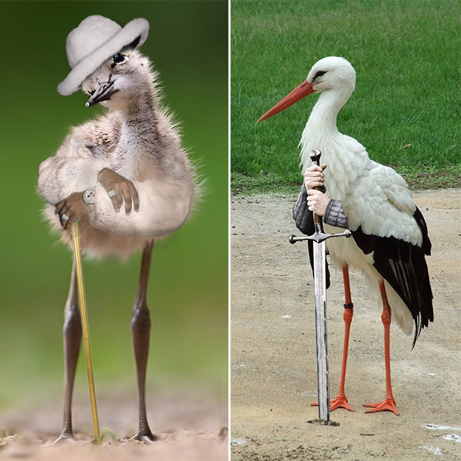 Birds With Human Arms