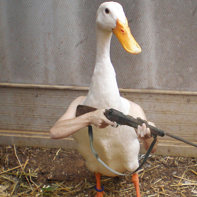 Birds With Human Arms