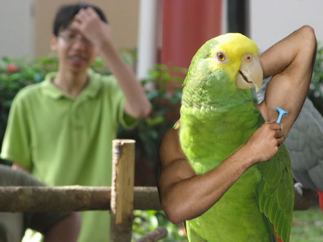 Birds With Human Arms