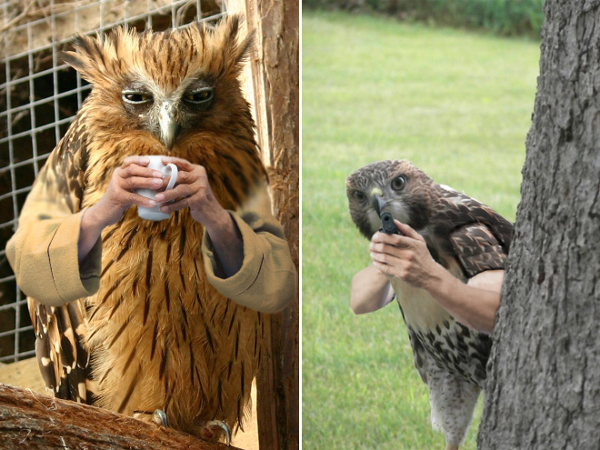 Birds With Human Arms