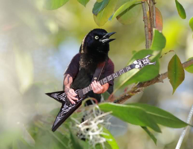 Birds With Human Arms