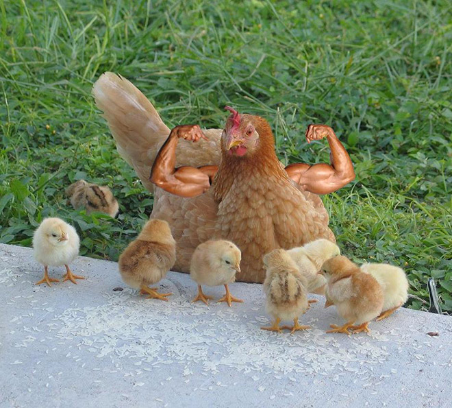 Birds With Human Arms