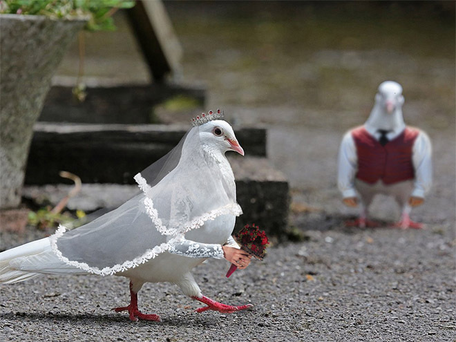 Birds With Human Arms