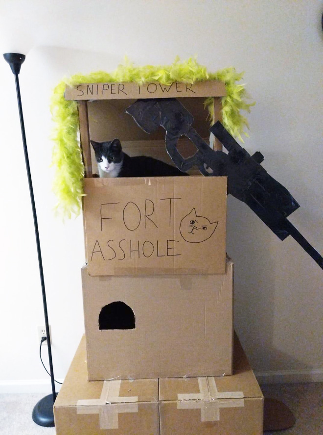 Bored Quarantined Owners Have Started Building Cardboard Castles For Cats