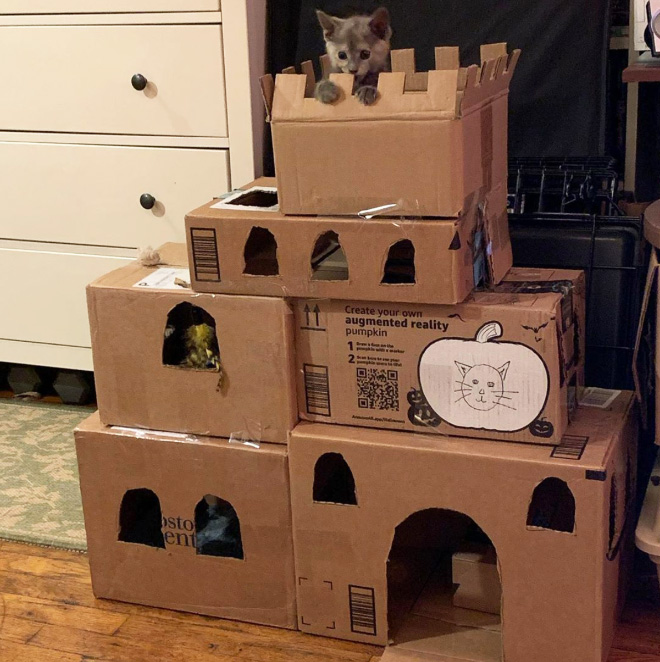 Bored Quarantined Owners Have Started Building Cardboard Castles For Cats