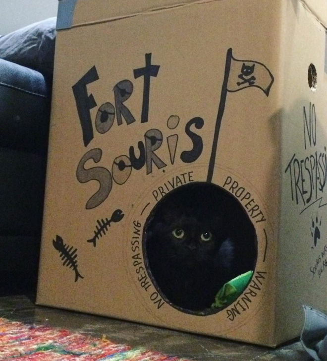 Bored Quarantined Owners Have Started Building Cardboard Castles For Cats