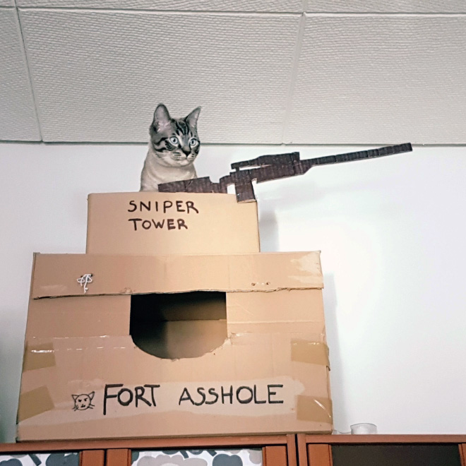 Bored Quarantined Owners Have Started Building Cardboard Castles For Cats