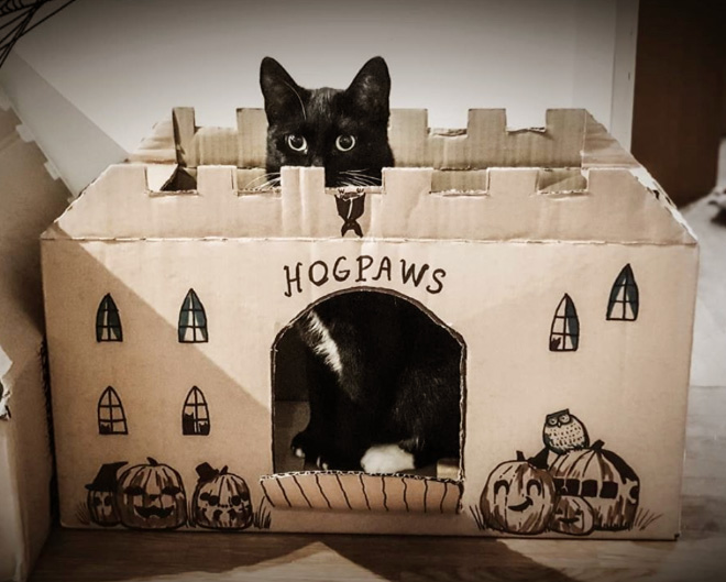 Bored Quarantined Owners Have Started Building Cardboard Castles For Cats