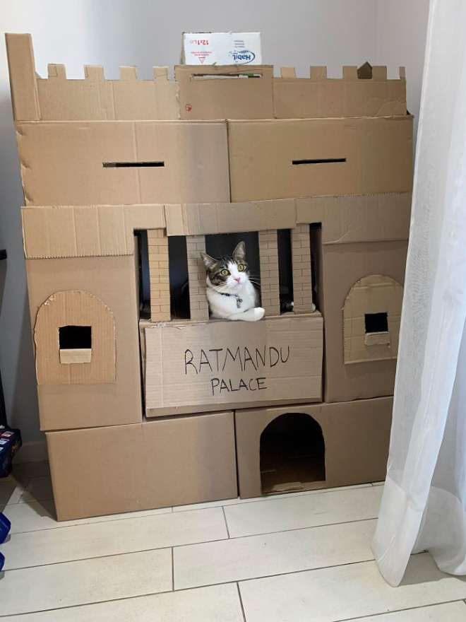Bored Quarantined Owners Have Started Building Cardboard Castles For Cats