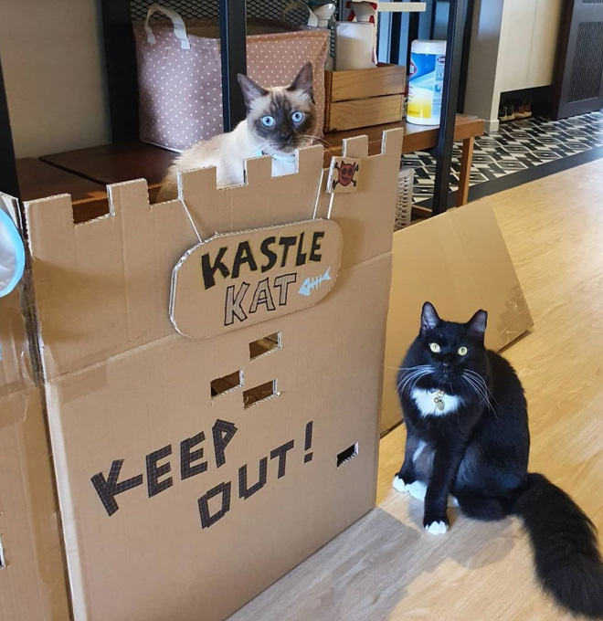 Bored Quarantined Owners Have Started Building Cardboard Castles For Cats