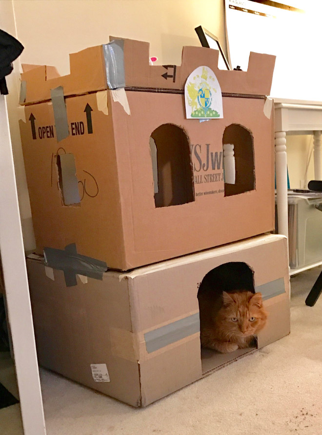 Bored Quarantined Owners Have Started Building Cardboard Forts For Cats
