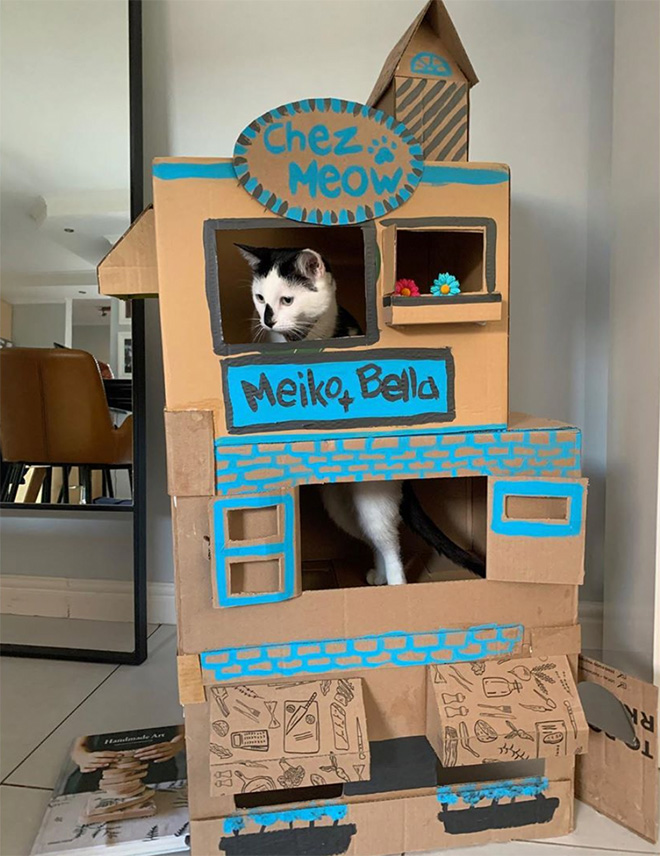 Bored Quarantined Owners Have Started Building Cardboard Forts For Cats