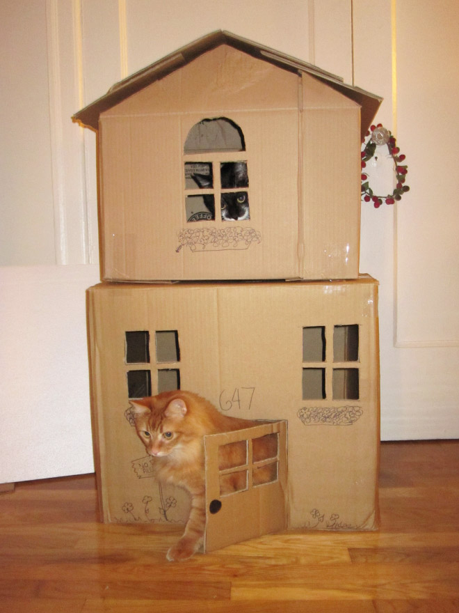 Bored Quarantined Owners Have Started Building Cardboard Forts For Cats