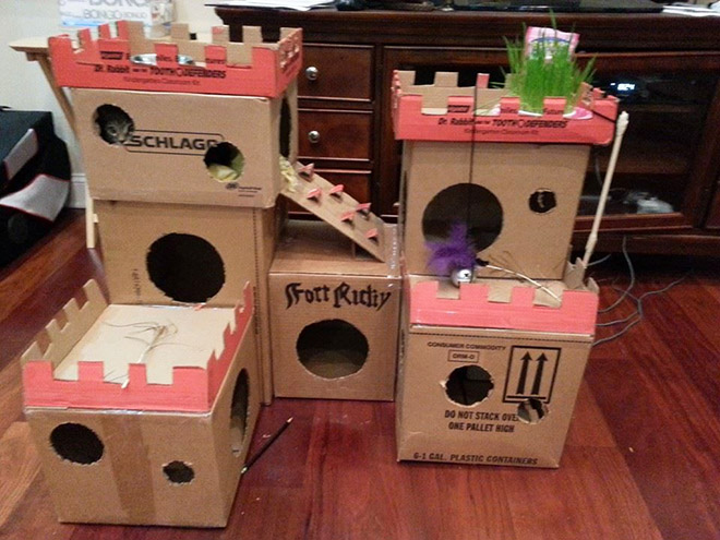 Bored Quarantined Owners Have Started Building Cardboard Forts For Cats