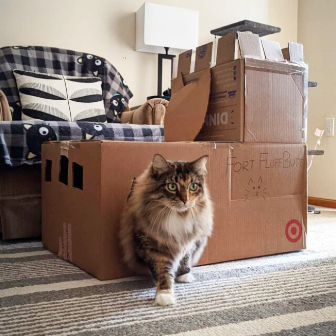 Bored Quarantined Owners Have Started Building Cardboard Forts For Cats