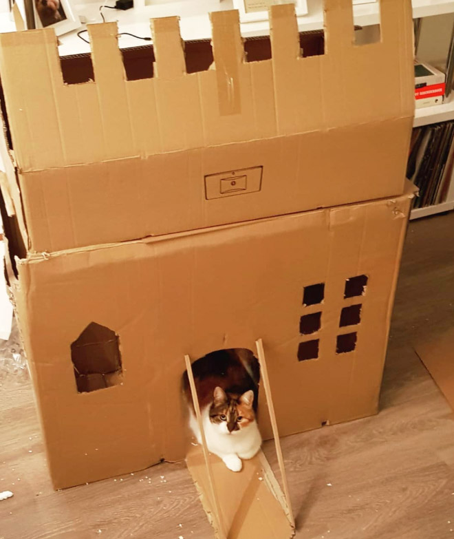 Bored Quarantined Owners Have Started Building Cardboard Forts For Cats