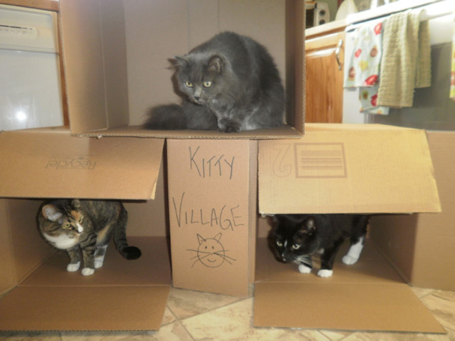 Bored Quarantined Owners Have Started Building Cardboard Forts For Cats